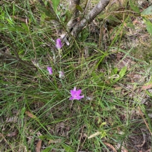 Thysanotus tuberosus at Mongarlowe, NSW - 18 Dec 2021