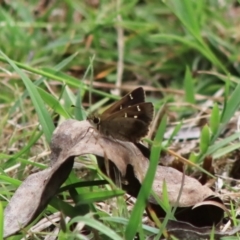 Toxidia parvulus (Banded Grass-skipper) at Mongarlowe, NSW - 18 Dec 2021 by LisaH