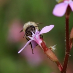 Apis mellifera at Mongarlowe, NSW - 18 Dec 2021