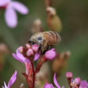 Apis mellifera at Mongarlowe, NSW - suppressed