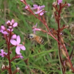 Apis mellifera at Mongarlowe, NSW - suppressed