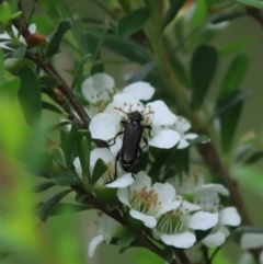 Eleale simplex (Clerid beetle) at Mongarlowe River - 18 Dec 2021 by LisaH