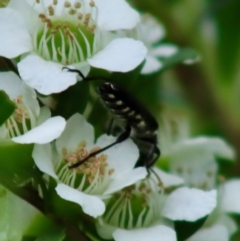 Eleale simplex at Mongarlowe, NSW - 18 Dec 2021