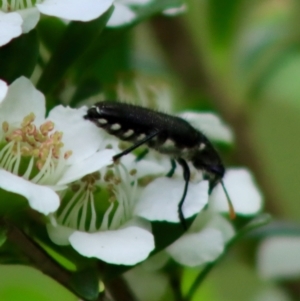 Eleale simplex at Mongarlowe, NSW - 18 Dec 2021