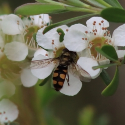 Melangyna viridiceps (Hover fly) at Mongarlowe River - 18 Dec 2021 by LisaH