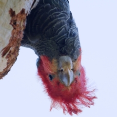 Callocephalon fimbriatum (Gang-gang Cockatoo) at Jerrabomberra, ACT - 17 Dec 2021 by regeraghty