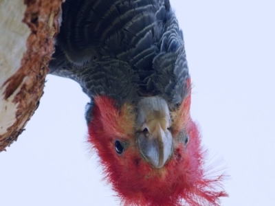 Callocephalon fimbriatum (Gang-gang Cockatoo) at Jerrabomberra, ACT - 17 Dec 2021 by regeraghty