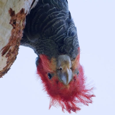 Callocephalon fimbriatum (Gang-gang Cockatoo) at Jerrabomberra, ACT - 17 Dec 2021 by regeraghty