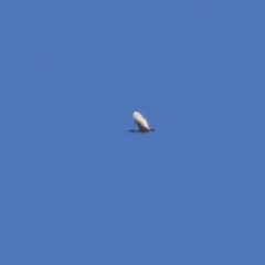 Threskiornis molucca (Australian White Ibis) at Tharwa, ACT - 17 Dec 2021 by RodDeb