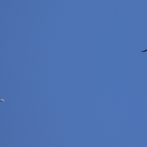 Threskiornis molucca at Tharwa, ACT - 17 Dec 2021