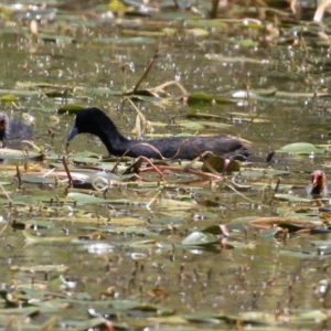 Fulica atra at Paddys River, ACT - 17 Dec 2021