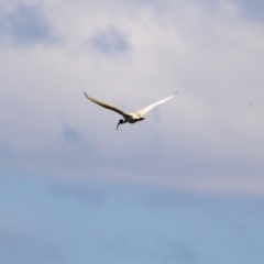 Threskiornis molucca (Australian White Ibis) at Namadgi National Park - 17 Dec 2021 by RodDeb