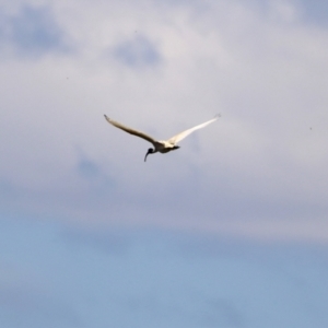 Threskiornis molucca at Paddys River, ACT - 17 Dec 2021