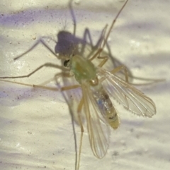 Chironomidae (family) (Non-biting Midge) at Jerrabomberra, NSW - 18 Dec 2021 by Steve_Bok