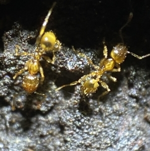 Pheidole sp. (genus) at Jerrabomberra, NSW - suppressed