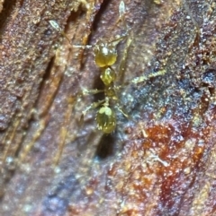 Pheidole sp. (genus) at Jerrabomberra, NSW - 18 Dec 2021