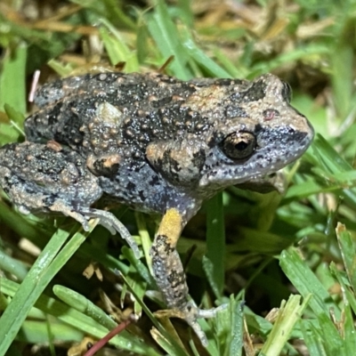 Uperoleia laevigata (Smooth Toadlet) at Jerrabomberra, NSW - 18 Dec 2021 by SteveBorkowskis