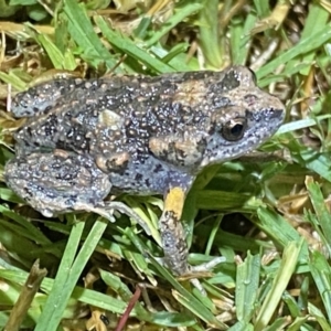 Uperoleia laevigata at Jerrabomberra, NSW - suppressed