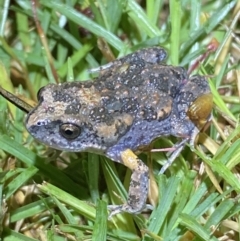 Uperoleia laevigata at Jerrabomberra, NSW - suppressed