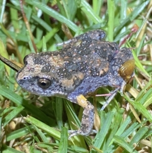 Uperoleia laevigata at Jerrabomberra, NSW - suppressed