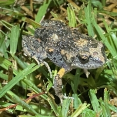 Uperoleia laevigata at Jerrabomberra, NSW - suppressed