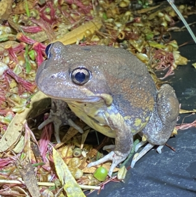 Limnodynastes dumerilii (Eastern Banjo Frog) at Jerrabomberra, NSW - 18 Dec 2021 by SteveBorkowskis