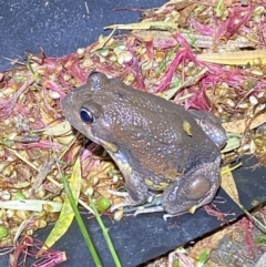 Limnodynastes dumerilii at Jerrabomberra, NSW - suppressed