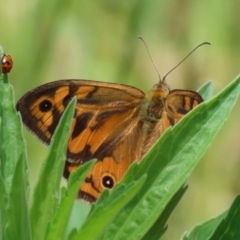 Heteronympha merope (Common Brown Butterfly) at Paddys River, ACT - 17 Dec 2021 by RodDeb