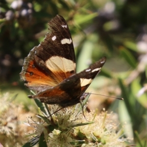 Vanessa itea at Paddys River, ACT - 17 Dec 2021 12:34 PM