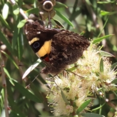 Vanessa itea at Paddys River, ACT - 17 Dec 2021 12:34 PM