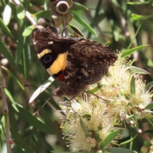 Vanessa itea at Paddys River, ACT - 17 Dec 2021 12:34 PM