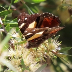 Vanessa itea at Paddys River, ACT - 17 Dec 2021