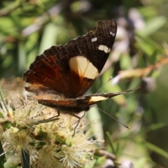 Vanessa itea at Paddys River, ACT - 17 Dec 2021