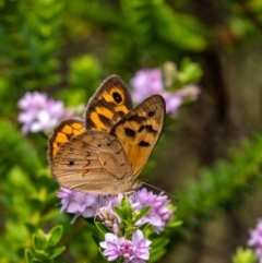 Heteronympha merope (Common Brown Butterfly) at Penrose, NSW - 16 Dec 2021 by Aussiegall