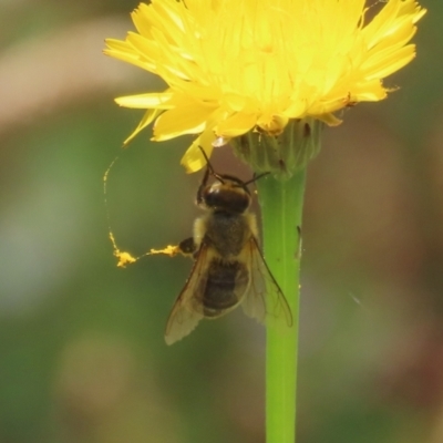 Apis mellifera (European honey bee) at Paddys River, ACT - 17 Dec 2021 by RodDeb