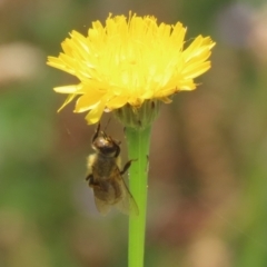 Apis mellifera at Paddys River, ACT - 17 Dec 2021