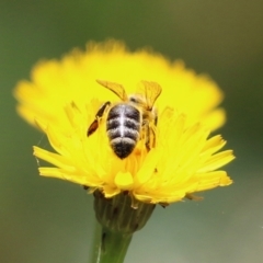 Apis mellifera at Paddys River, ACT - 17 Dec 2021 01:36 PM