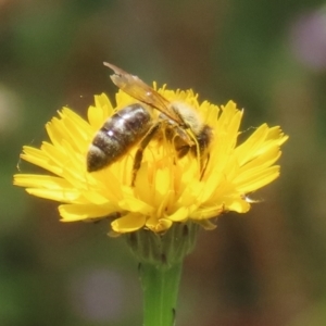 Apis mellifera at Paddys River, ACT - 17 Dec 2021 01:36 PM