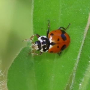 Hippodamia variegata at Paddys River, ACT - 17 Dec 2021