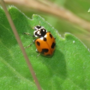 Hippodamia variegata at Paddys River, ACT - 17 Dec 2021