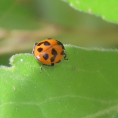 Hippodamia variegata at Paddys River, ACT - 17 Dec 2021