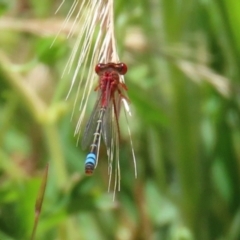 Xanthagrion erythroneurum at Paddys River, ACT - 17 Dec 2021 01:46 PM