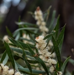 Hakea dactyloides (Finger Hakea) at Penrose, NSW - 18 Dec 2021 by Aussiegall