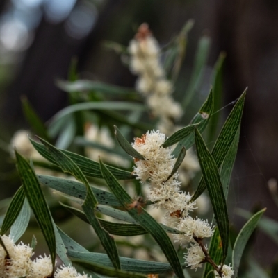 Hakea dactyloides (Finger Hakea) at Penrose, NSW - 18 Dec 2021 by Aussiegall