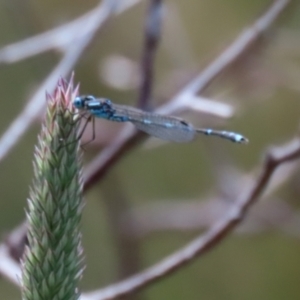 Austrolestes leda at Paddys River, ACT - 17 Dec 2021