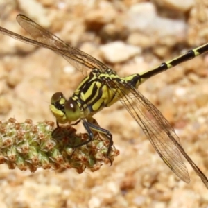 Austrogomphus guerini at Paddys River, ACT - 17 Dec 2021