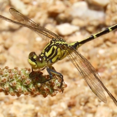 Austrogomphus guerini (Yellow-striped Hunter) at Paddys River, ACT - 17 Dec 2021 by RodDeb
