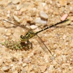 Austrogomphus guerini at Paddys River, ACT - 17 Dec 2021