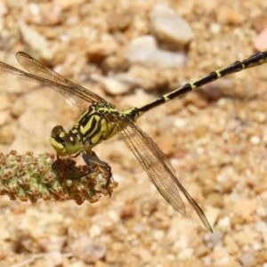 Austrogomphus guerini at Paddys River, ACT - 17 Dec 2021