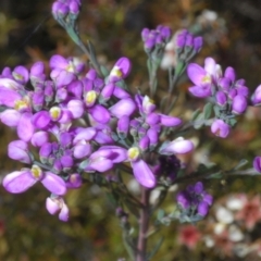 Comesperma ericinum (Heath Milkwort) at Tinderry, NSW - 17 Dec 2021 by Harrisi